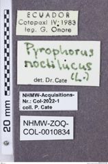 Etikette zu Pyrophorus noctilucus (NHMW-ZOO-COL-0010834)